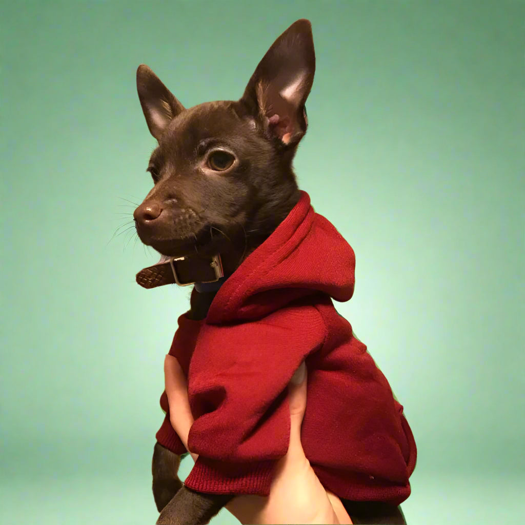 dog apparel
 Cozy Dog Sweater for Winter Walks
