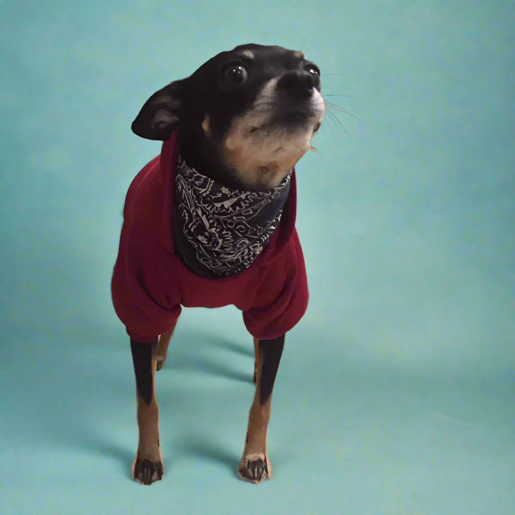 dog clothing
 Cozy Dog Sweater for Winter Walks
