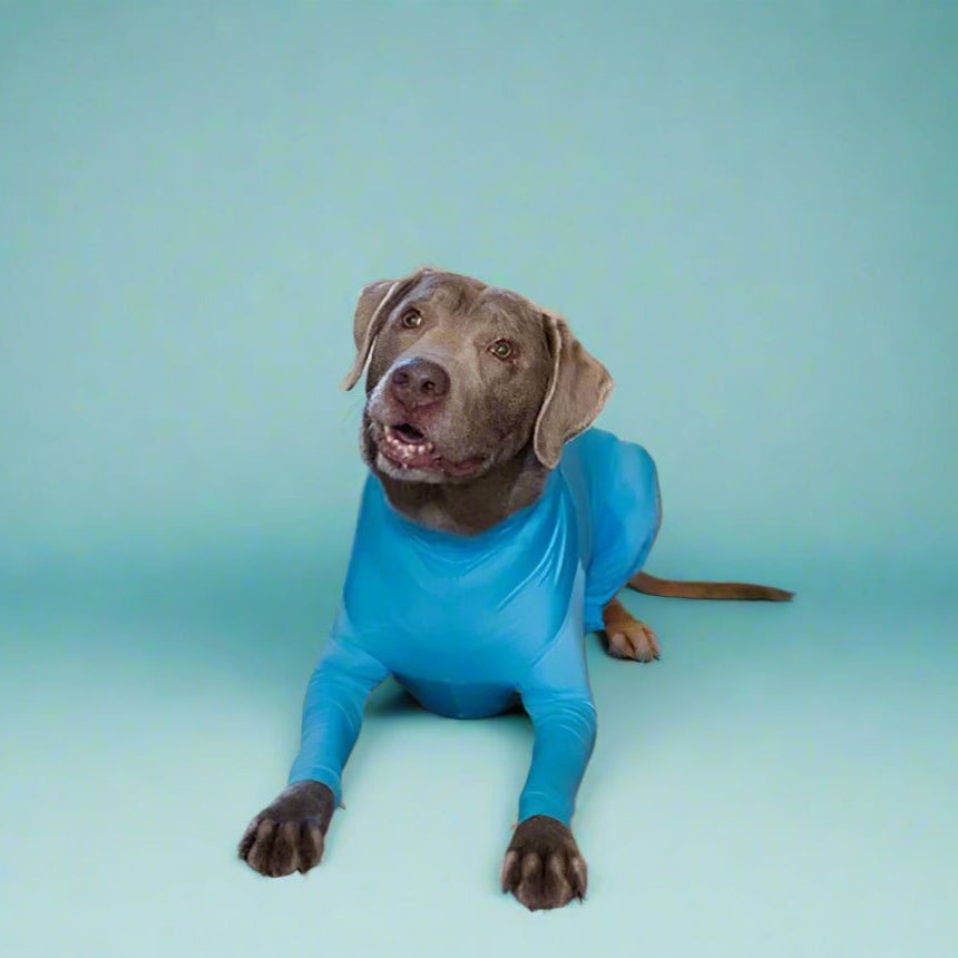 dog outfits
 Anxiety-Calming Dog Jumpsuit Onesie