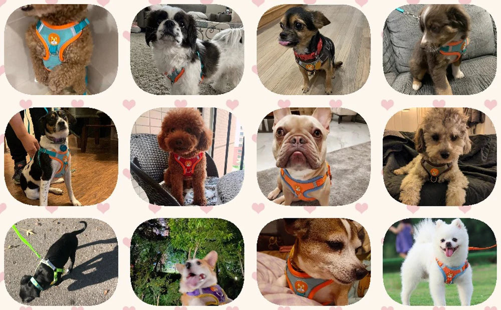 full body safety harness
 Reflective Step-In Dog Harness & Leash Set