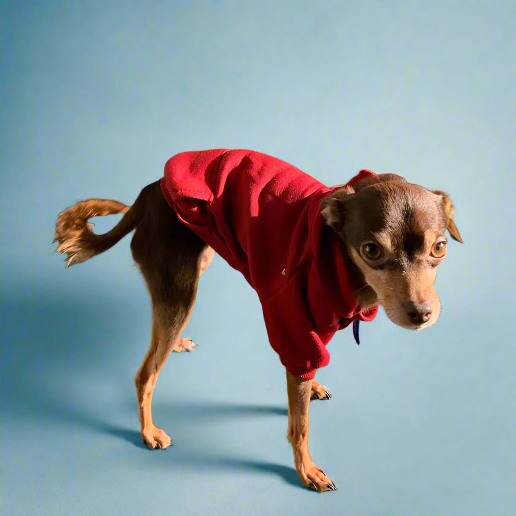 pet clothes
 Cozy Dog Sweater for Winter Walks
