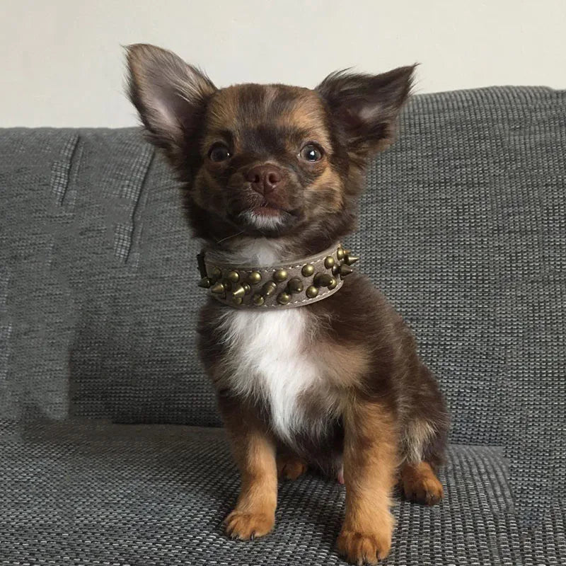 pet collar
 Spiked Leather Dog Collar for All Breeds