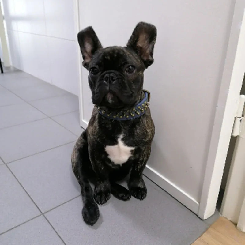 stylish pet collar
 Spiked Leather Dog Collar for All Breeds